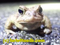 /home//u458753944/public_html/sourcegallery///Roxborough Toad Detour/2022/2022-03-17/P3170883.JPG